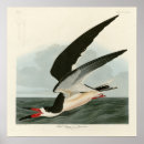 Search for audubon birds posters Lithograph