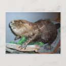 Search for beavers postcards Rodent