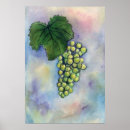 Search for chardonnay White