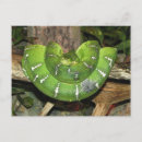 Search for boa postcards Green