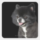 Search for dog hair stickers Photography