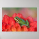 Search for tree frog posters Darrell gulin