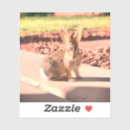 Search for photo bookplates Pink