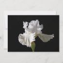 Search for white iris cards Nature