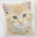 Search for curiosity barware Baby animals