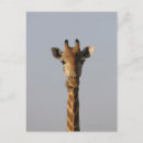 Search for camelopardalis cards invites Nature