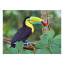 Search for colourful animal posters Tropical
