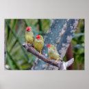 Search for finches posters Nature