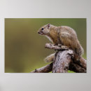 Search for ground squirrels posters Wildlife