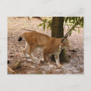 Search for extinction postcards Endangered