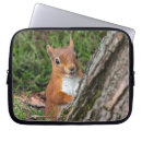 Search for red squirrel photography Nature