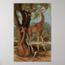 Search for vintage wildlife drawing posters Nature