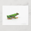Search for tree frogs postcards Amphibian