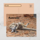 Search for kangaroo postcards Australia