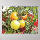Search for ripe vegetables posters Tomatoes