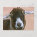 Search for handsome postcards Animal