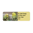 Search for parakeet return address labels Birds