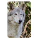 Search for wolf portrait magnets Dog