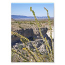 Search for ocotillo Big bend national park