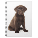 Search for chocolate labrador Animal