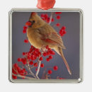 Search for female cardinal christmas tree decorations Cardinalis