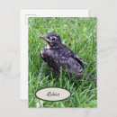 Search for baby birds postcards Wildlife