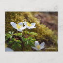 Search for spring leaves postcards White