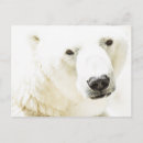 Search for polar bear face postcards Animal