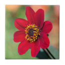 Search for dahlia gifts Red flower