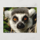 Search for ring tailed postcards Cute