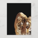 Search for panthera postcards Black