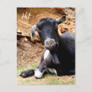 Search for goat postcards Cute