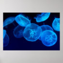 Search for swarming posters Nature