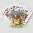 Search for boerboel Dog