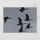 Search for geese postcards Waterfowl