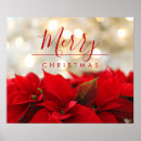 Search for poinsettias posters Red poinsettia