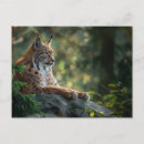 Search for lynxes postcards Animal