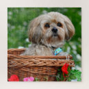 Search for lhasa apso puzzles Puppies
