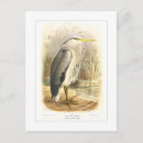 Search for heron postcards Bird