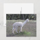 Search for alpaca postcards Llama