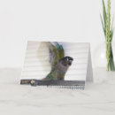 Search for conures cards Green cheeked conure