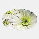 Search for chrysanthemums stickers Nature