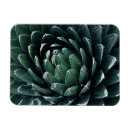 Search for agave magnets Nature