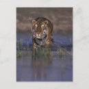 Search for carnivore postcards Big cat