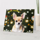 Search for chihuahua christmas cards Santa