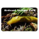 Search for slug magnets Snail