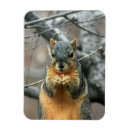 Search for nut with squirrel magnets Nature