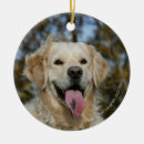 Search for flat coated retriever christmas tree decorations Canine photographer