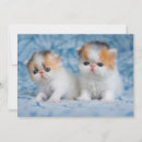 Search for calico kitten cards Fluffy