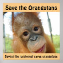 Search for endangered species posters Conservation
